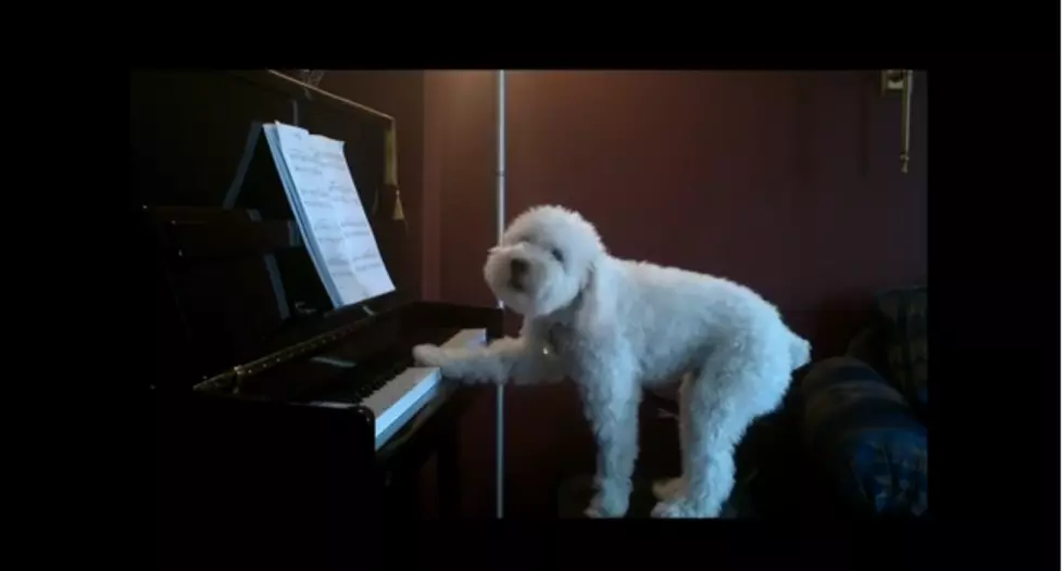 Have a Good Doggone Laugh Heading Into Your Weekend!