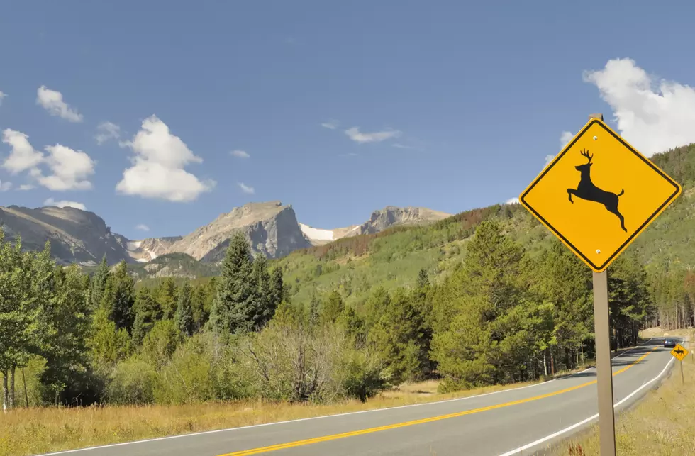 AAA of Oklahoma Warns of Increasing Deer Hazard for Motorists