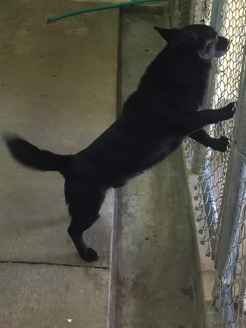 photo courtesy of Cache Animal Control