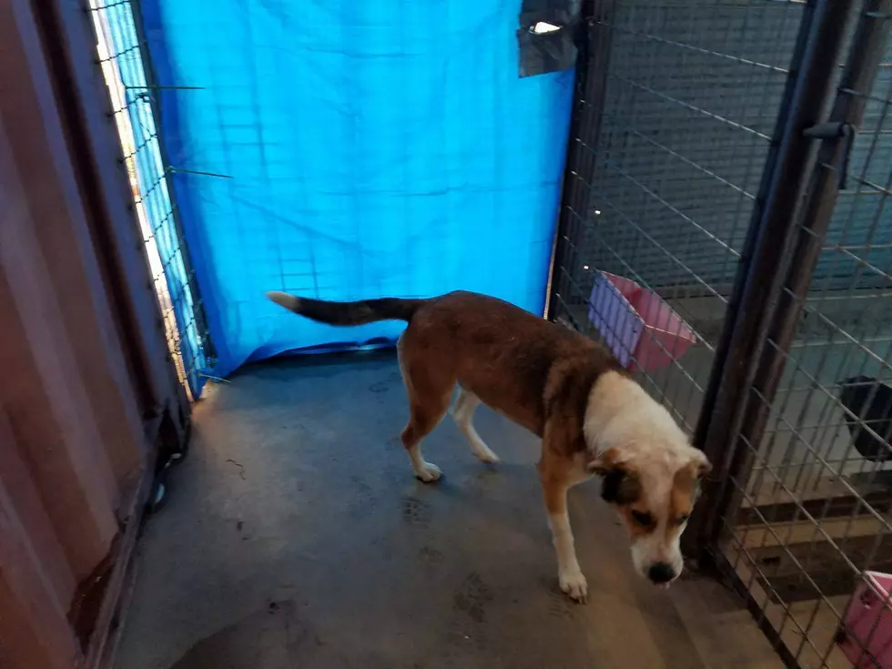 photo courtesy of the Carnegie Animal Shelter