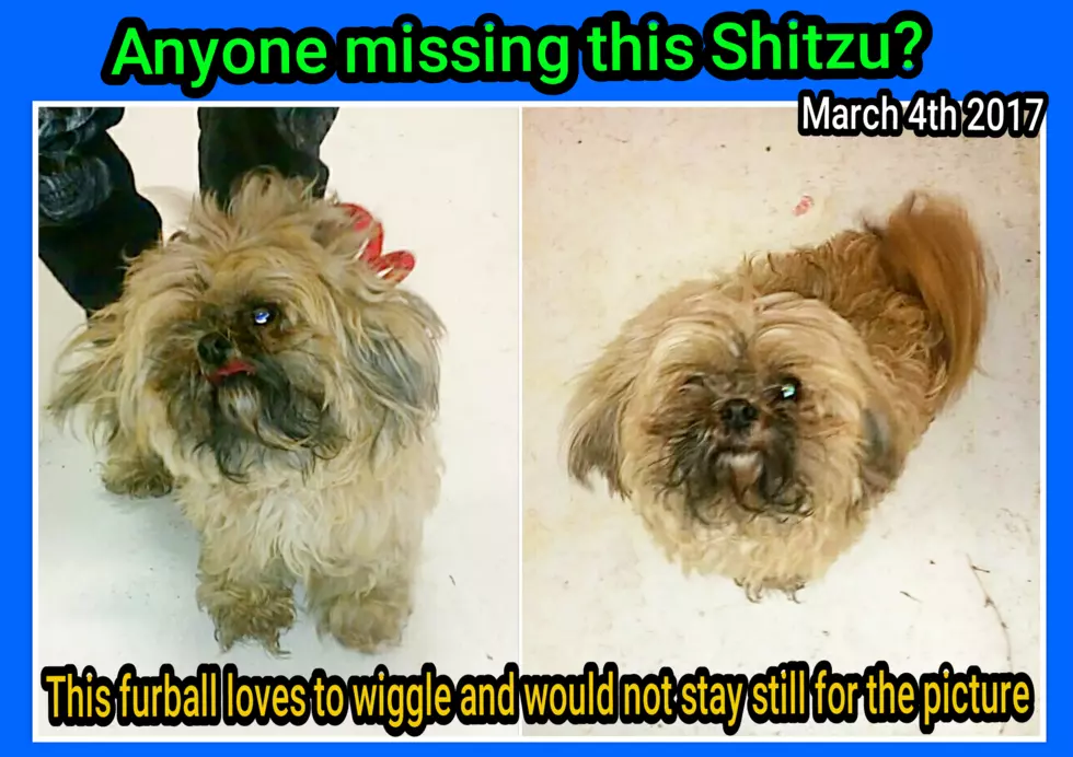 photo courtesy of Elgin Animal Shelter