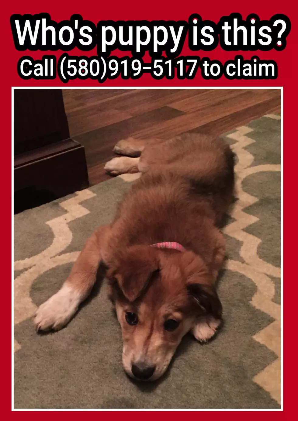 photo courtesy of Elgin Animal Shelter