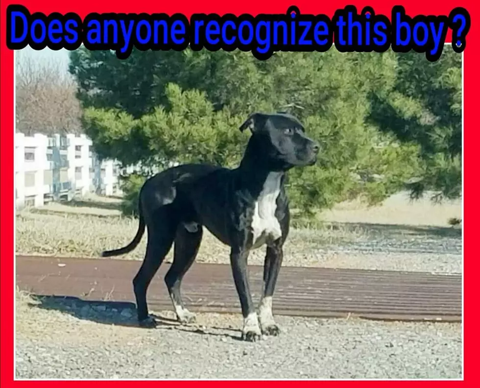 photo courtesy of Elgin Animal Shelter