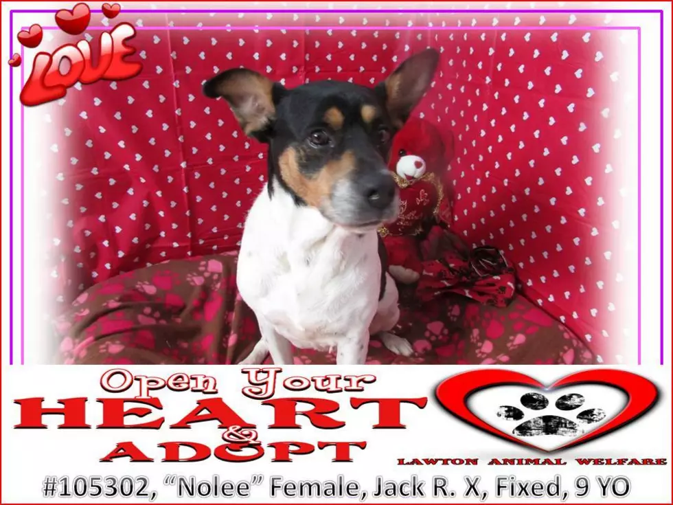 photo courtesy of Lawton Animal Welfare