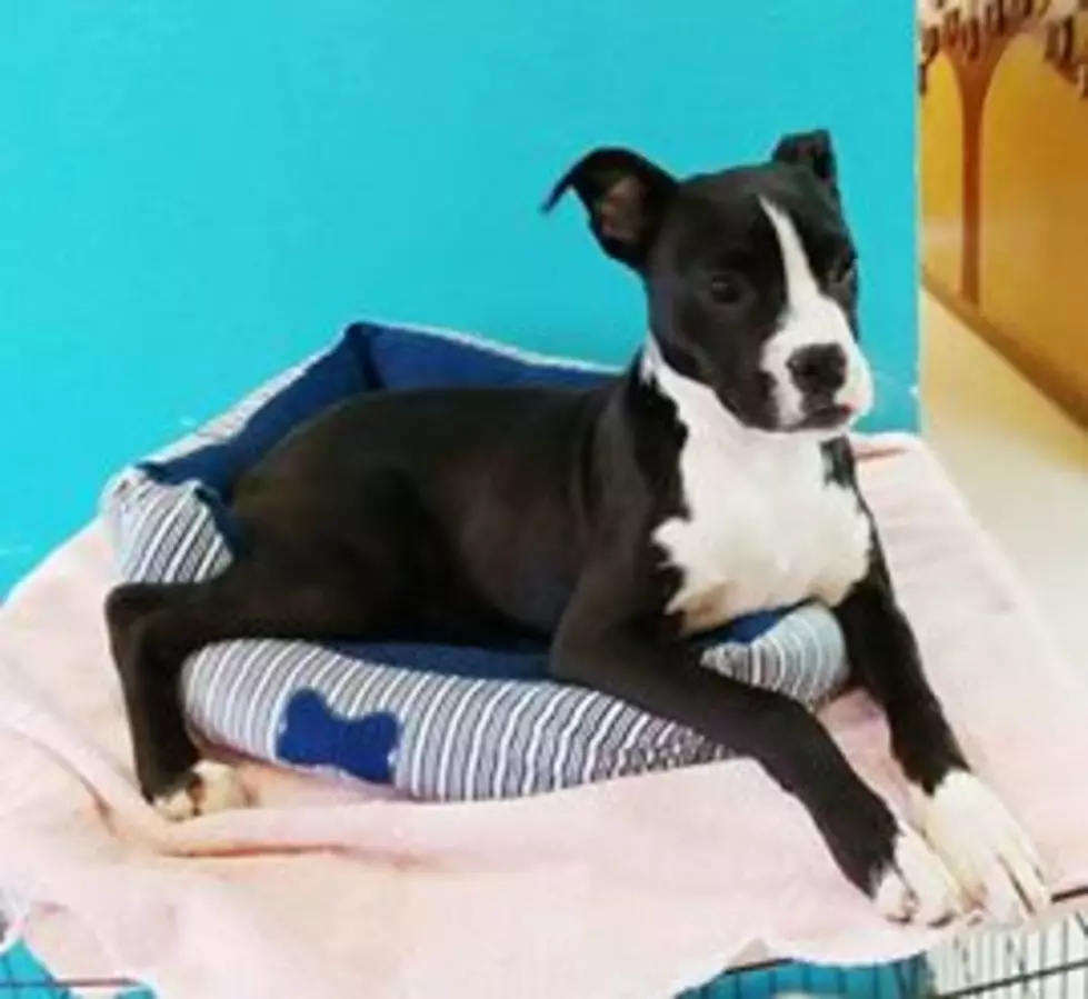 photo courtesy of Ponca City Humane Society