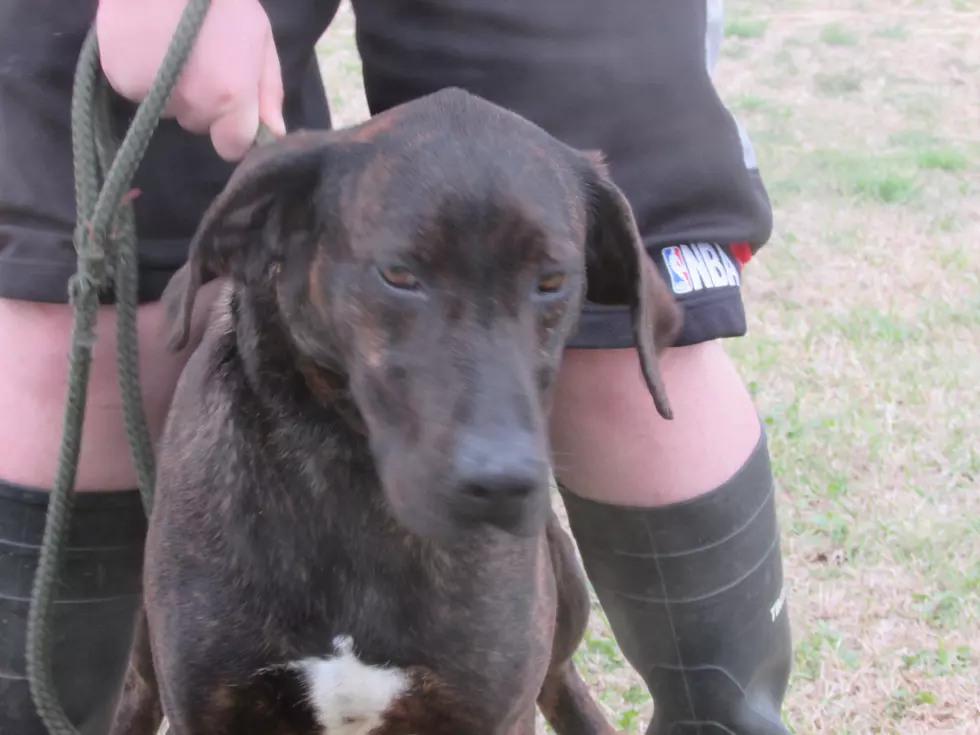 photo courtesy of Southwest OK Animal Rescue
