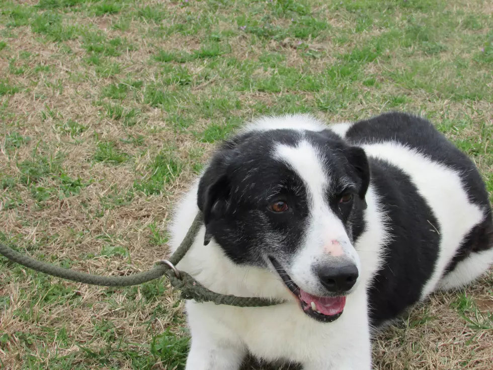 photo courtesy of Southwest OK Animal Rescue