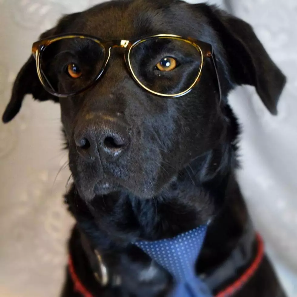 Stephens County Humane Society - Dog For A Day