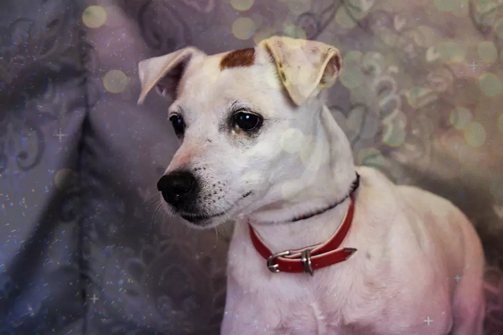 photo courtesy of Stephens County Humane Society