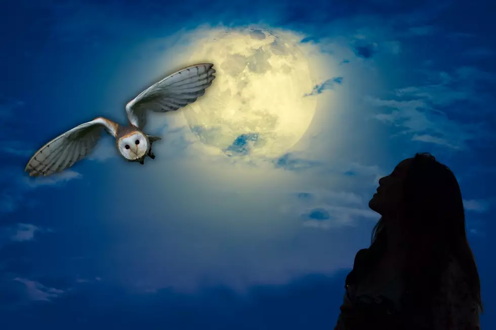 Explore Oklahoma’s Nocturnal Wildlife Under the Beaver Supermoon
