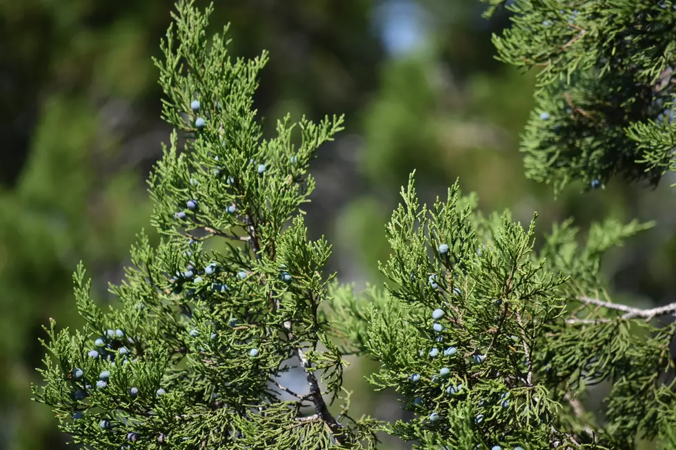 Cedar Fever Hits Hard As Pollen Levels Soar In Oklahoma