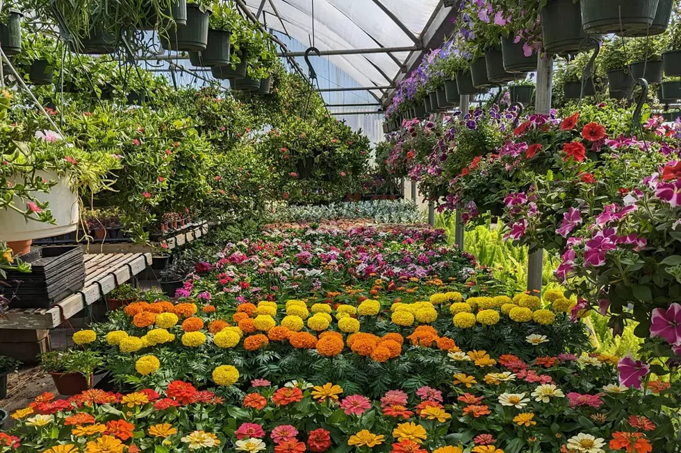 Blanco Greenhouse Is A Hidden Gem For Plant Lovers