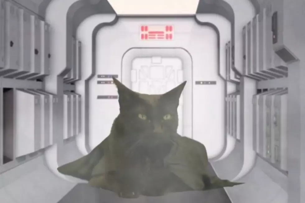 The Original Star Wars… But With Cats