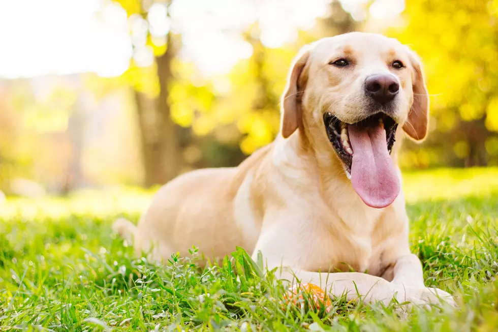 There’s a Dog Park That’s Also a Restaurant and Pub an Hour From Lawton!