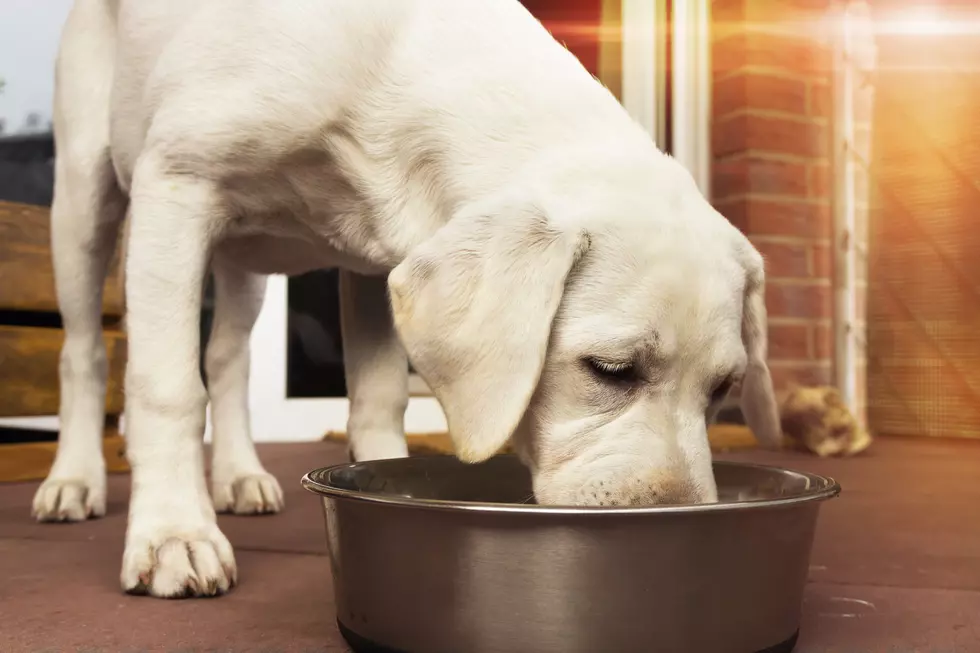 Midwestern Pet Food in Chickasha, OK. Linked to Dog Deaths and Illnesses