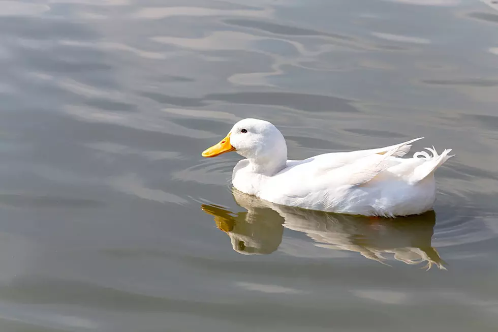 Goose Attacking Terrified Girl Has Won Over the Internet