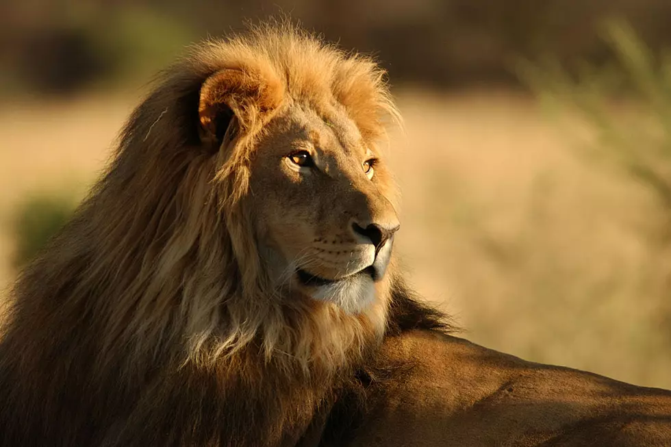 Zookeeper Preaching Need to Show No Fear Shows Ton of Fear When Lion Roars